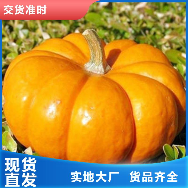 南瓜丁用途