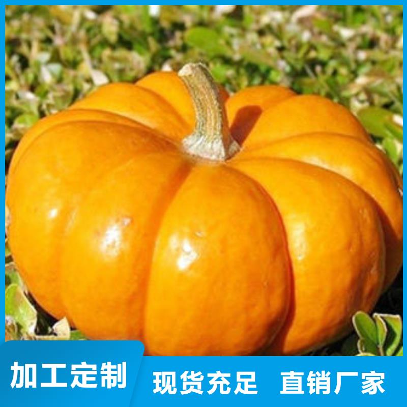 現(xiàn)貨充足的南瓜丁廠家