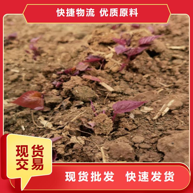 紫薯苗質(zhì)高價優(yōu)