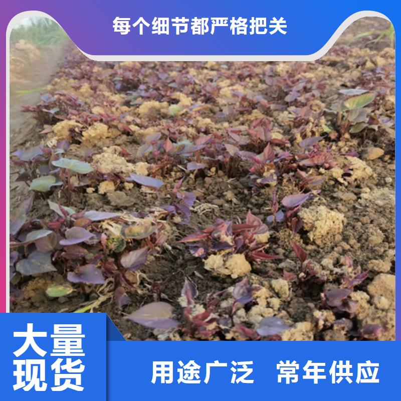 紫薯苗選紫薯苗廠家