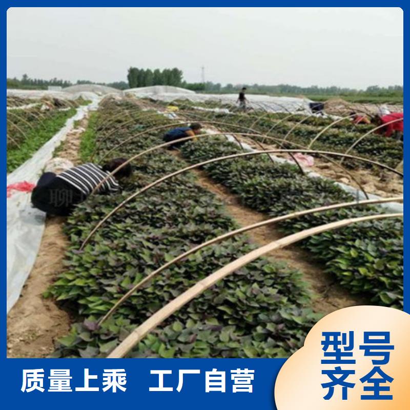 供應(yīng)紫薯苗現(xiàn)貨