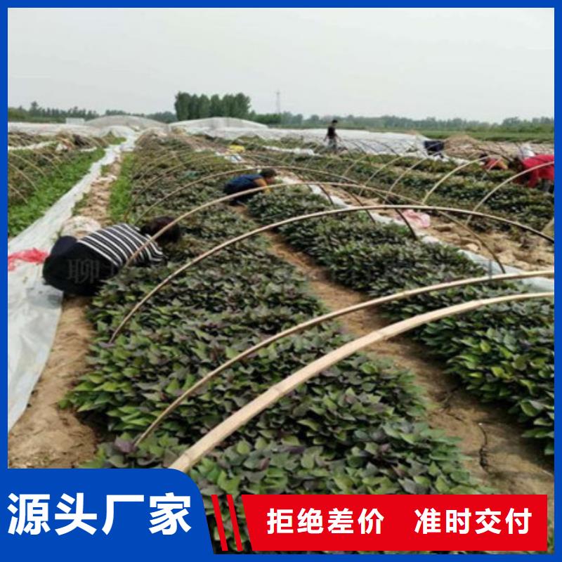 值得信賴的紫薯苗生產(chǎn)廠家