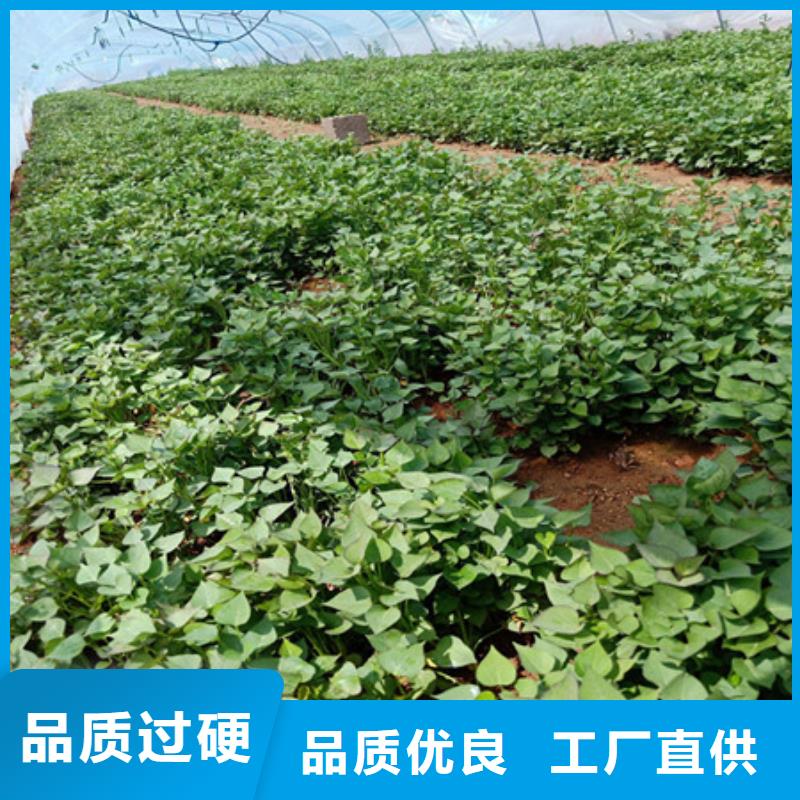 紫薯苗便宜耐用