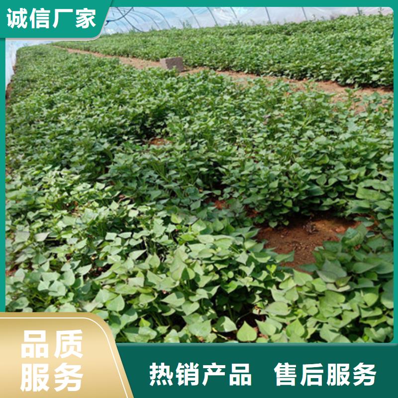 紫薯苗-為您推薦