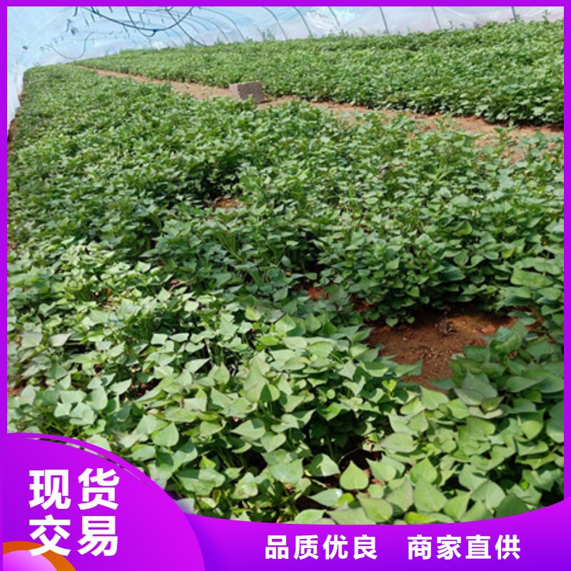 紫薯苗價格合適