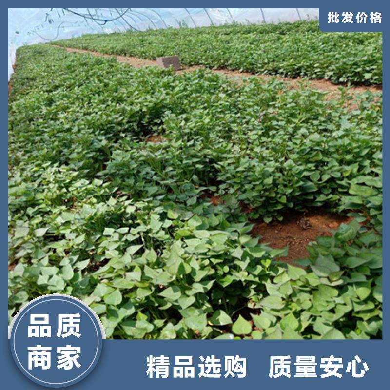 紫薯苗的工作原理