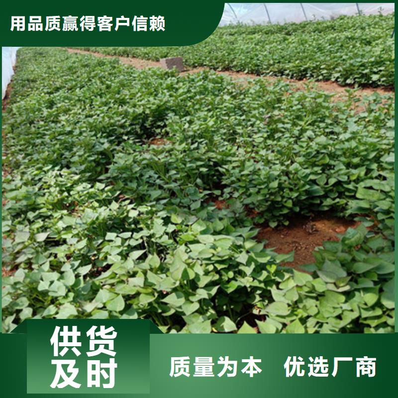 紫薯苗制造工廠