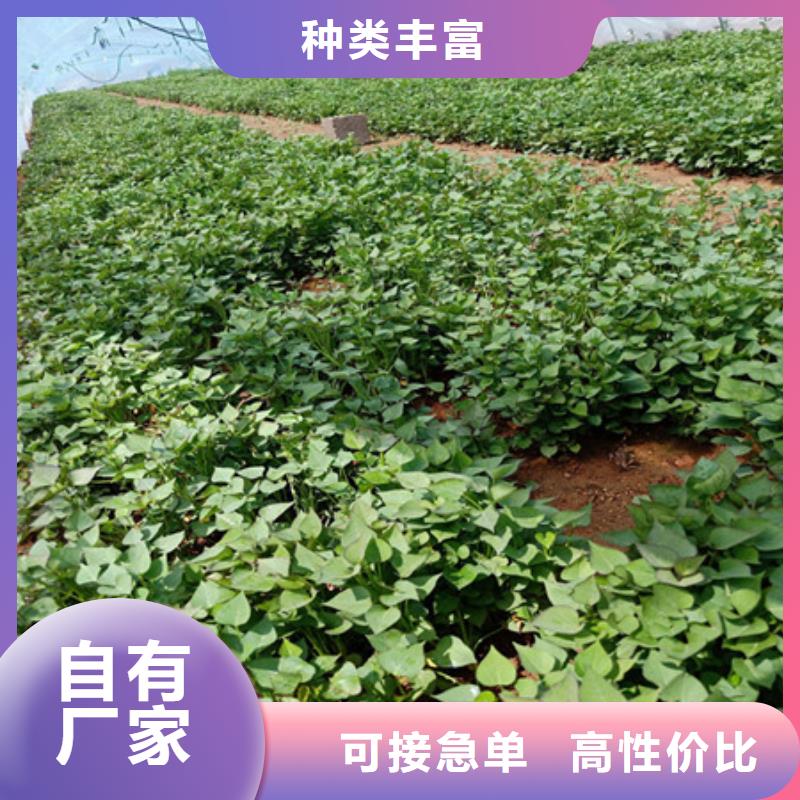 紫薯苗定制