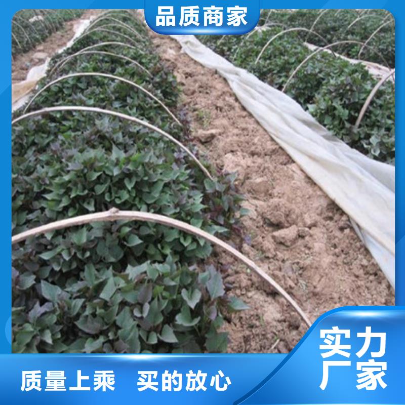 紫薯苗貨源穩(wěn)定