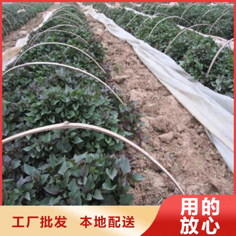 紫薯苗百看不如一問