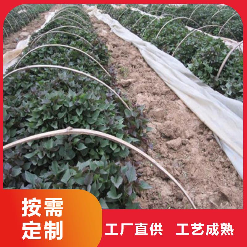 紫薯苗廠家發(fā)貨快