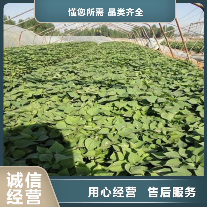 紫薯苗實(shí)力廠家，讓您放心