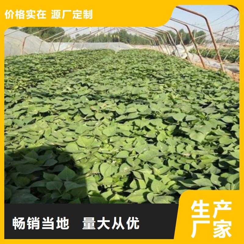 紫薯苗-紫薯苗口碑好