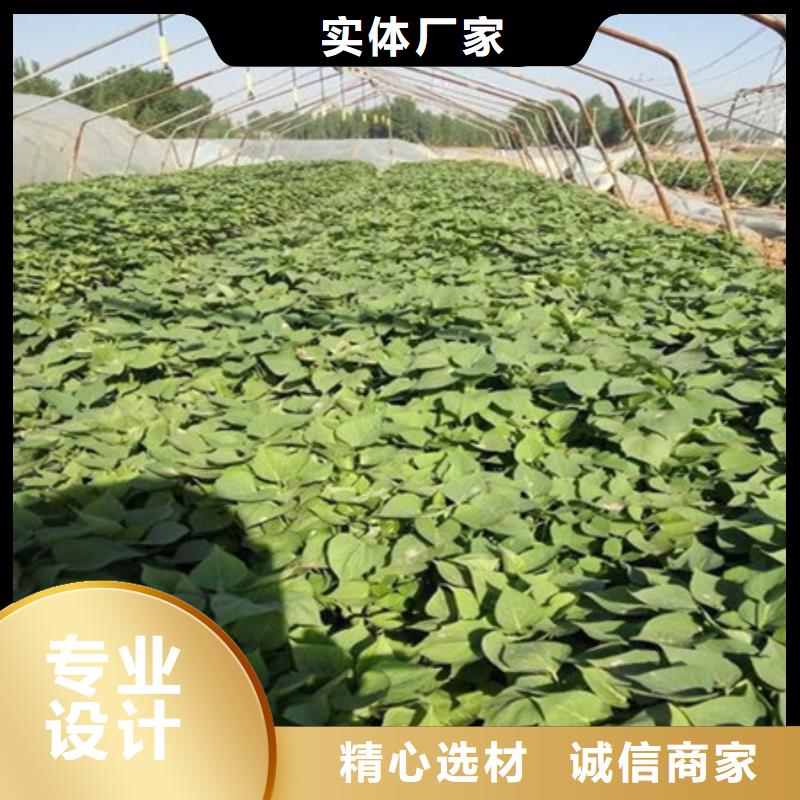 紫薯苗便宜耐用
