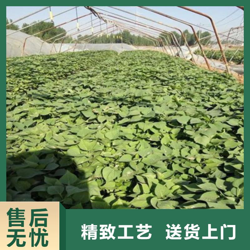 紫薯苗現(xiàn)貨銷售廠家