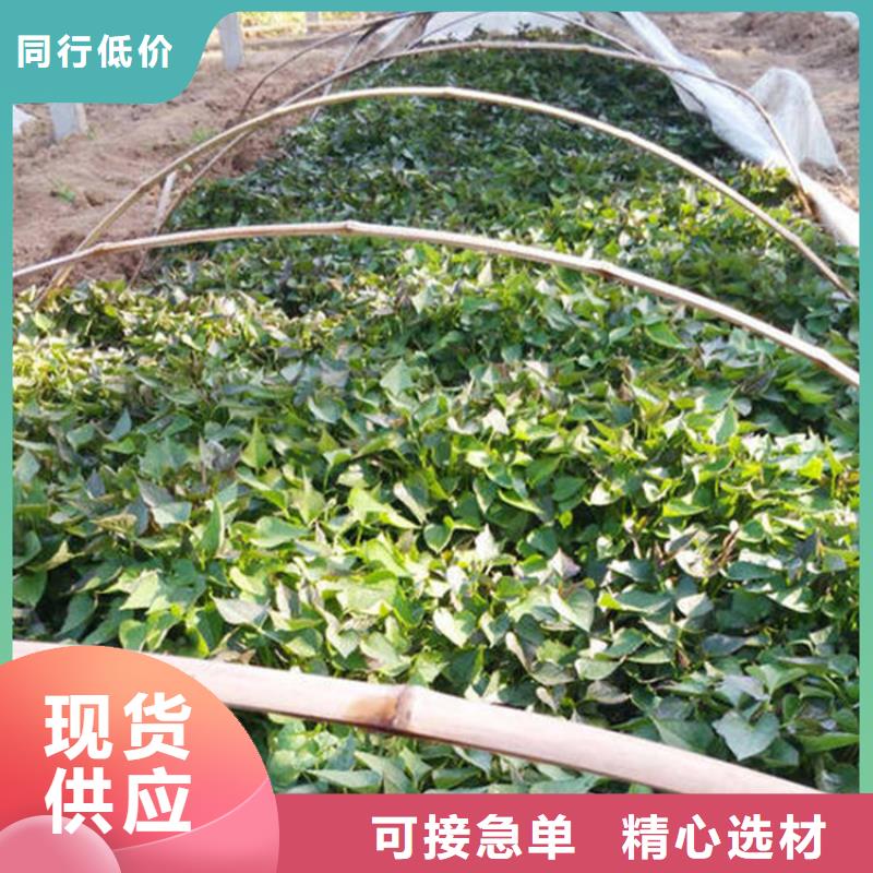 紫薯苗-紫薯苗貨源充足