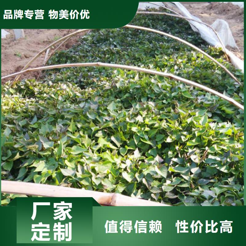 專業(yè)銷售紫薯苗-省錢(qián)