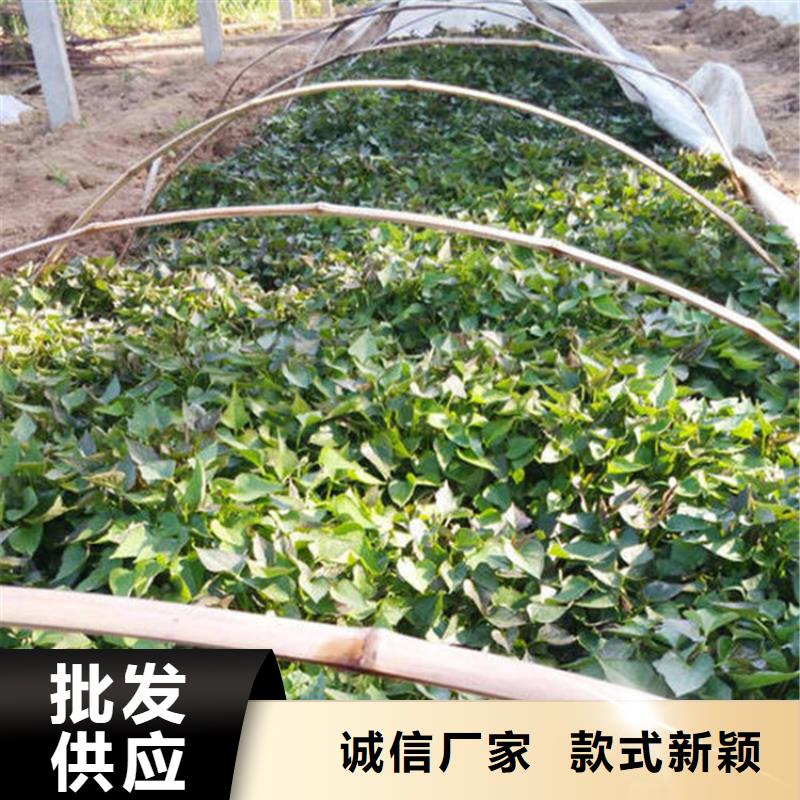 質(zhì)量好的紫薯苗廠家批發(fā)