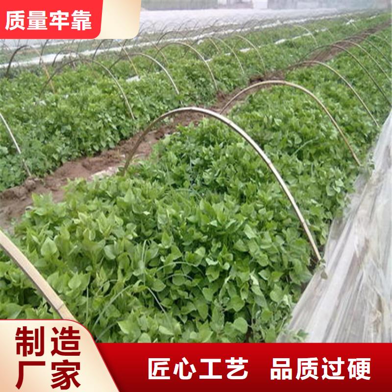 紫薯苗大品牌放心購