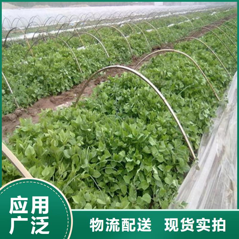 紫薯苗現(xiàn)貨促銷