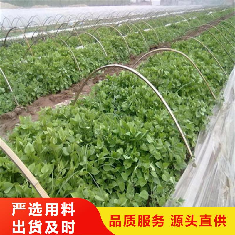 采購紫薯苗必看-圖文介紹
