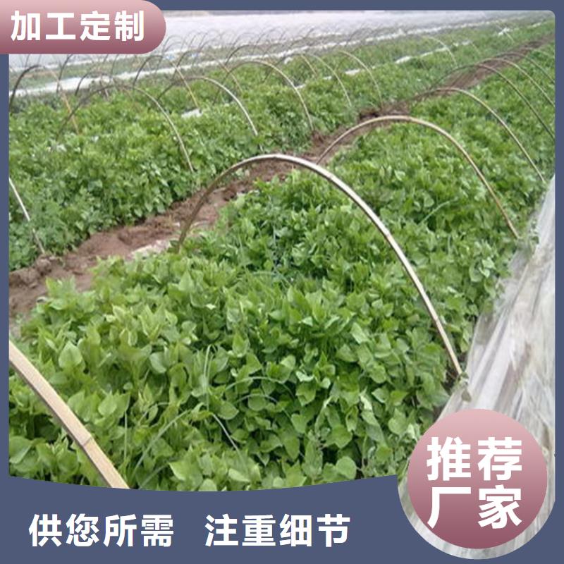 紫薯苗選紫薯苗廠家