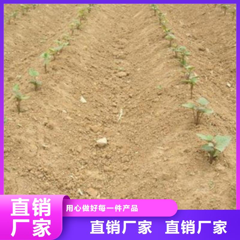 批發(fā)紫薯苗的當(dāng)?shù)貜S家[本地]經(jīng)銷商