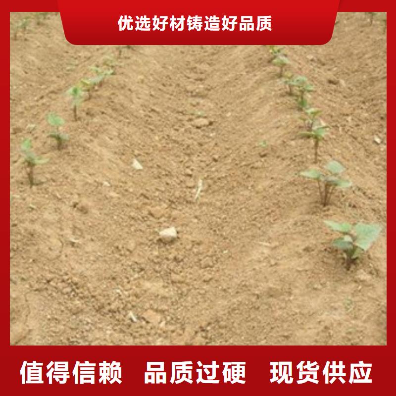 紫薯苗詳情電話咨詢
