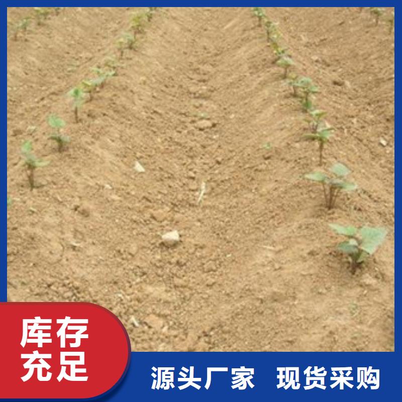 紫薯苗價格實在