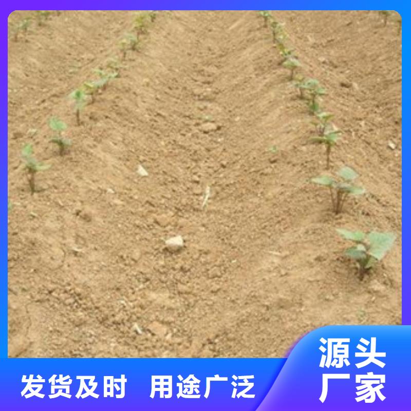 紫薯苗質(zhì)量保真