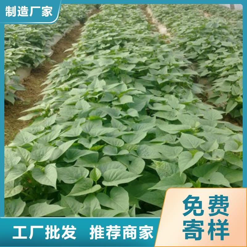 紫薯苗供貨穩(wěn)定