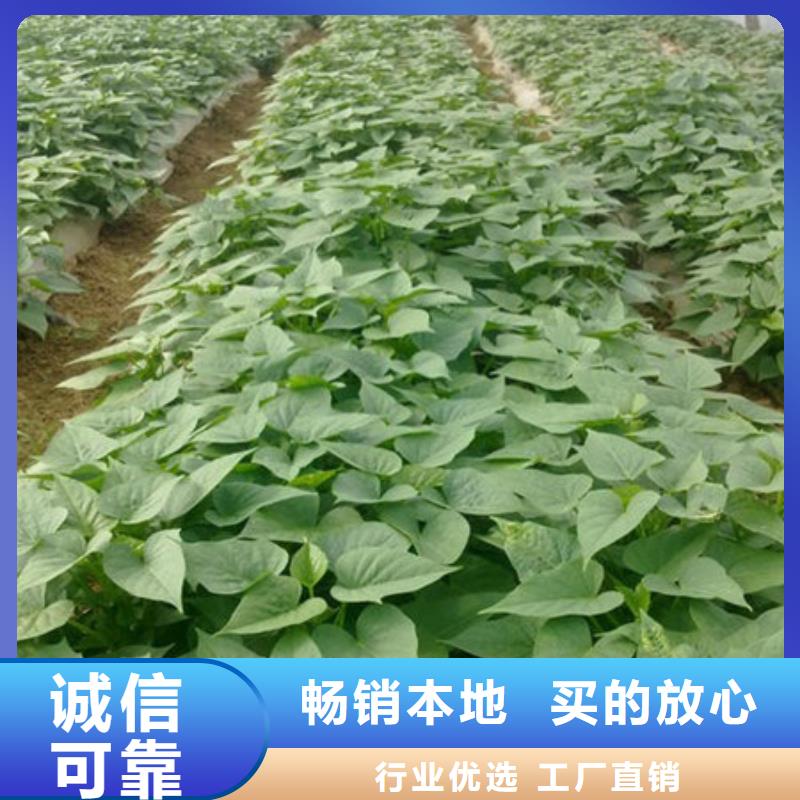 紫薯苗-紫薯苗價格透明