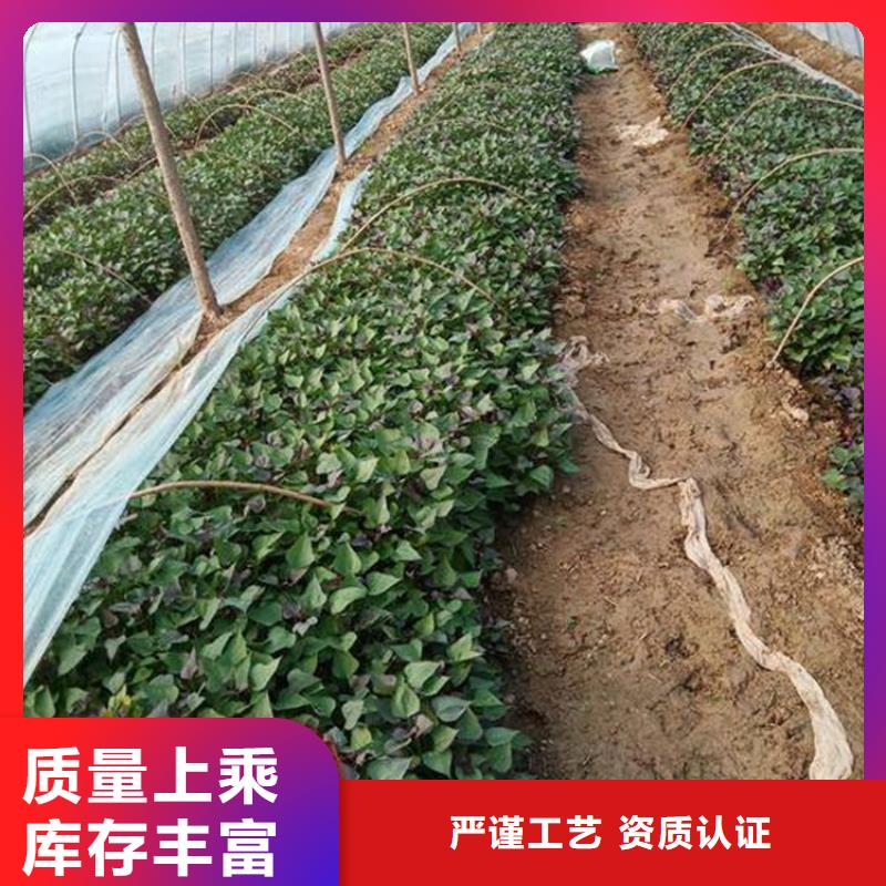 紫薯苗優(yōu)質(zhì)生產(chǎn)廠家