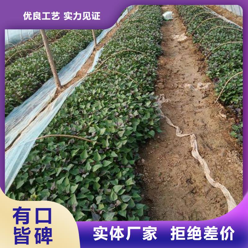 值得信賴(lài)的紫薯苗廠家