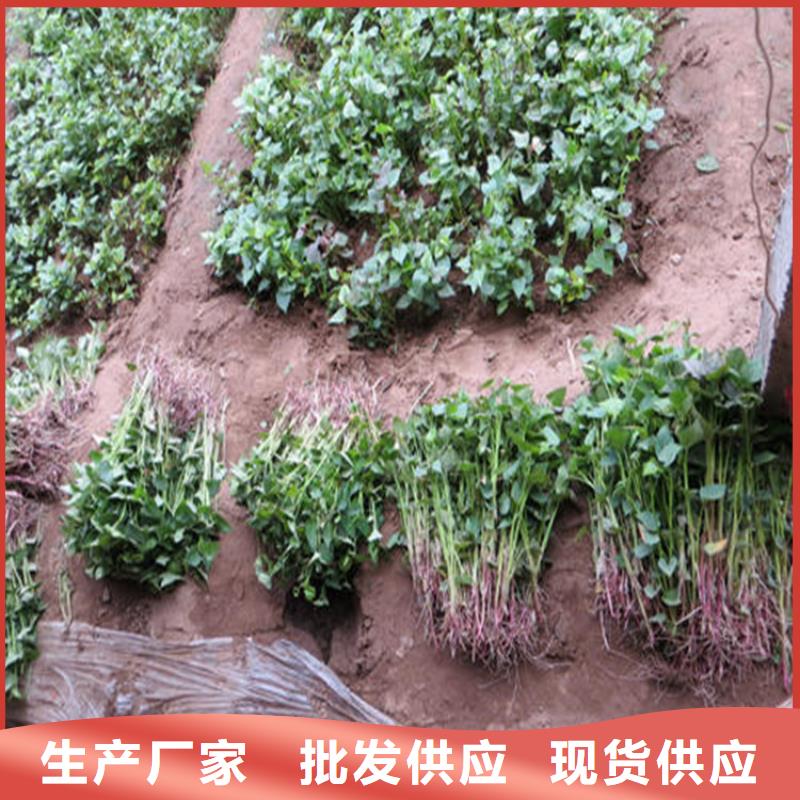 重信譽紫薯苗供應廠家