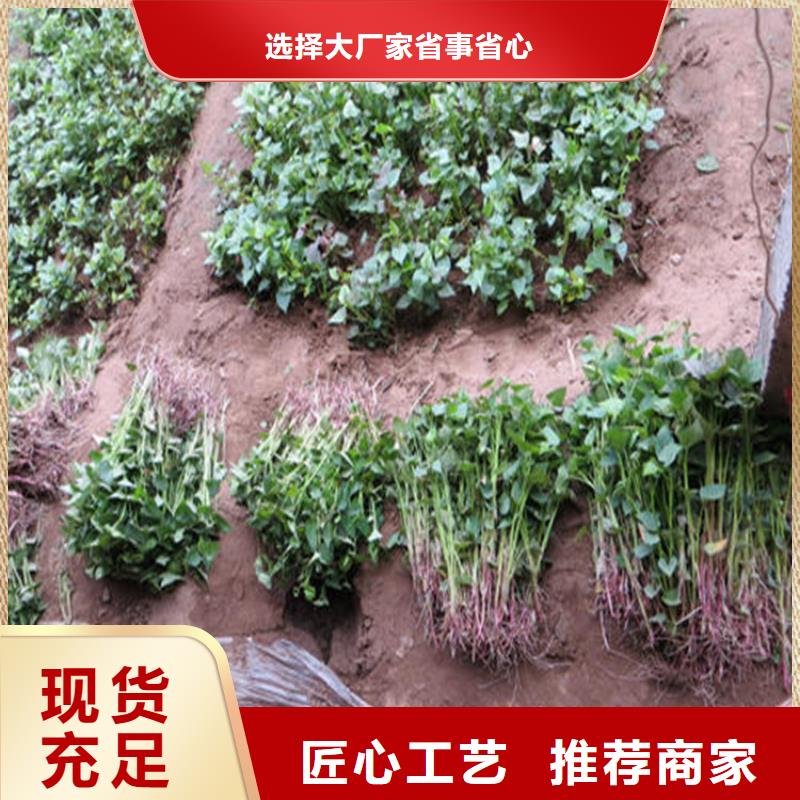 可定制的紫薯苗廠家