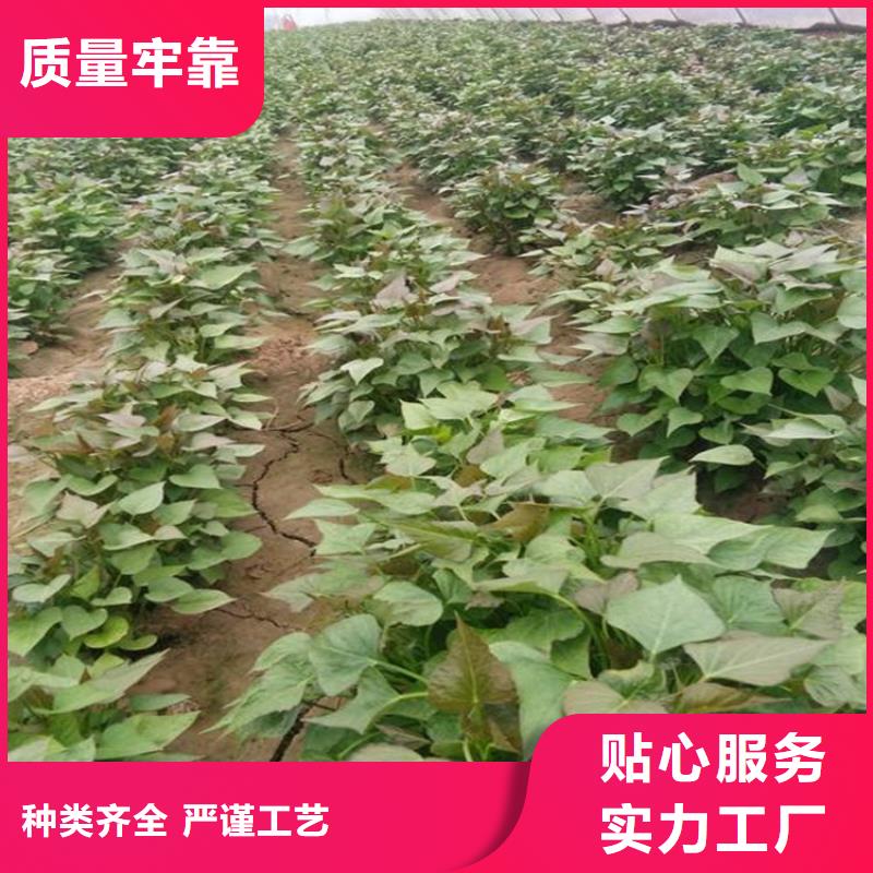 紫薯苗一站式服務(wù)
