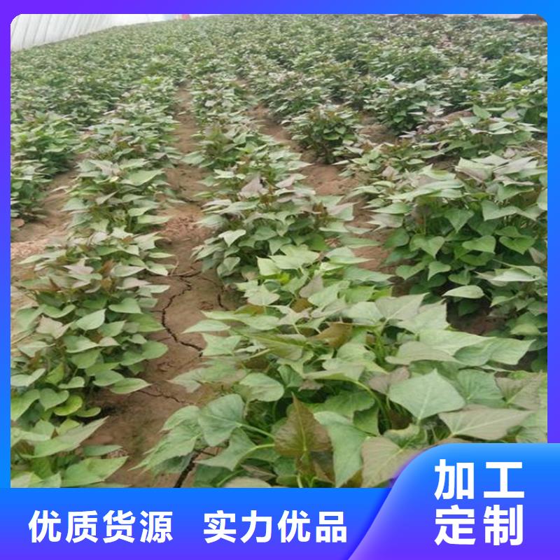 紫薯苗加工效果好