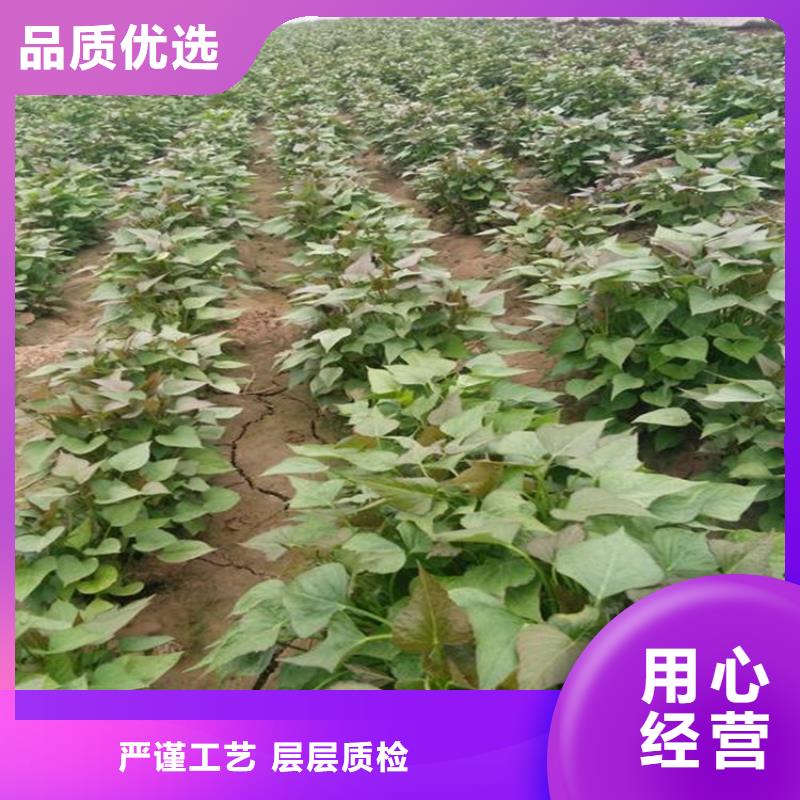 紫薯苗設(shè)計廠家