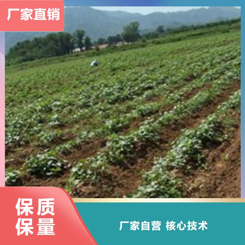 紫薯苗、紫薯苗生產廠家-庫存充足