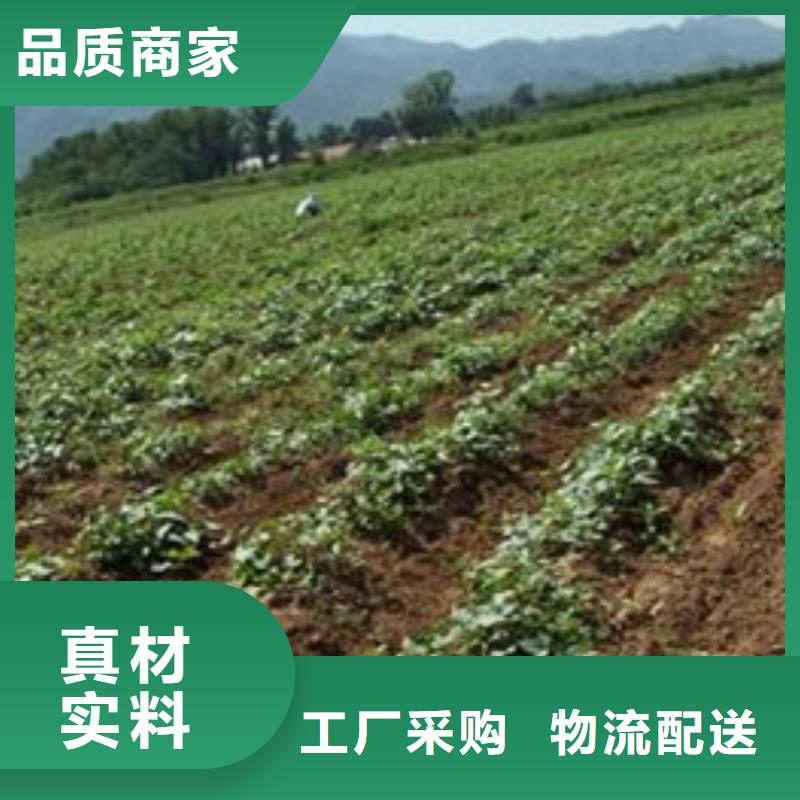 信譽(yù)好的紫薯苗廠家_質(zhì)量保證