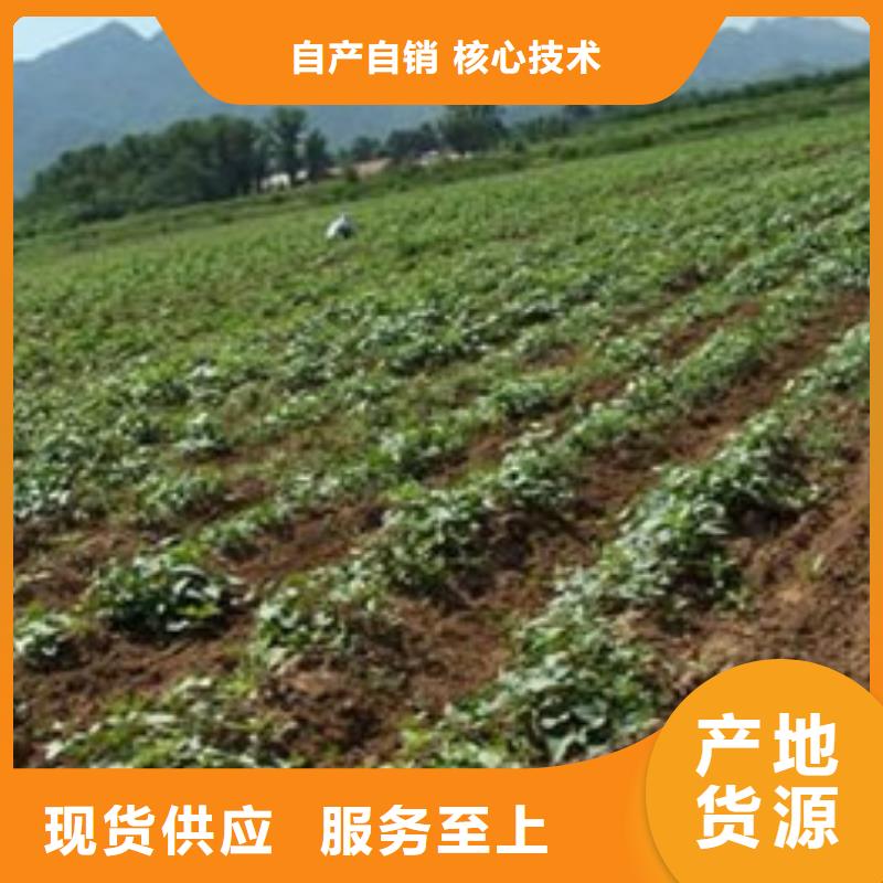 紫薯苗、紫薯苗廠家-值得信賴