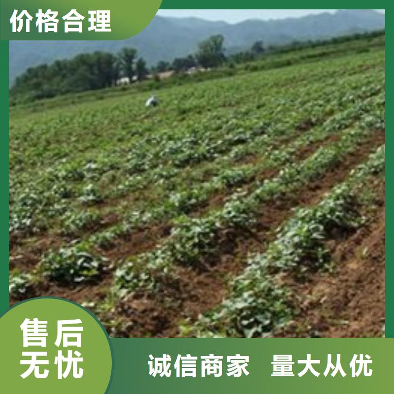 紫薯苗解決方案