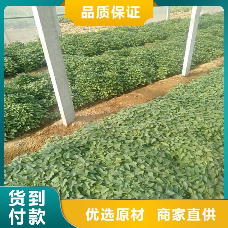 紫薯苗-精選廠家