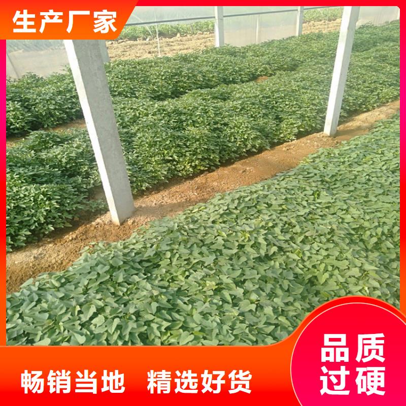 性價比高的紫薯苗供貨商