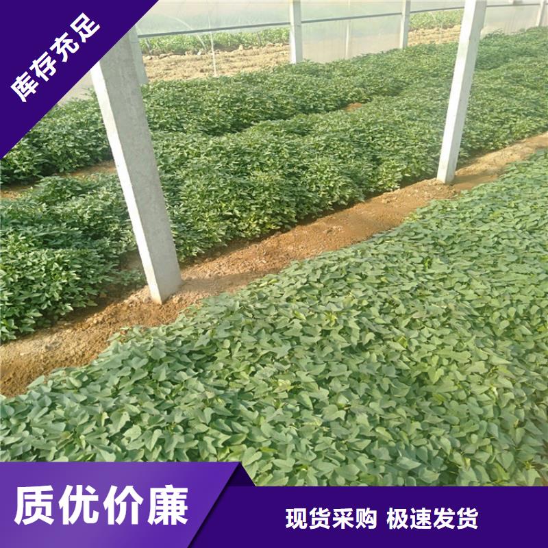 紫薯苗-為您推薦