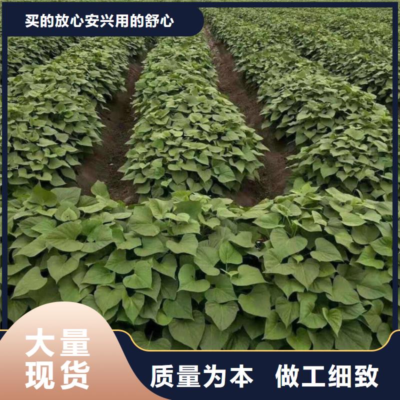 紫薯苗資訊