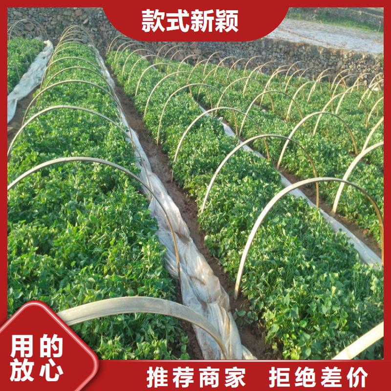 紫薯苗擇優(yōu)廠家