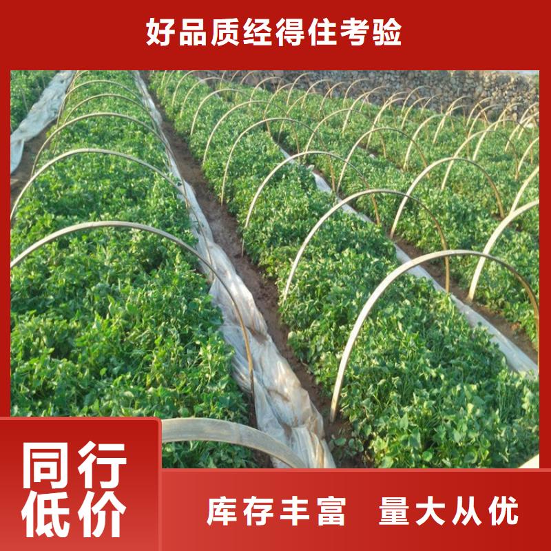 紫薯苗廠家