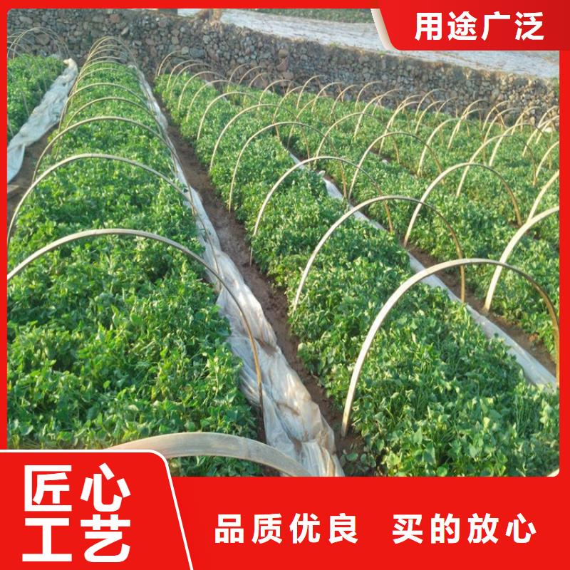 紫薯苗制造廠商